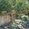 Pandanus Palms
